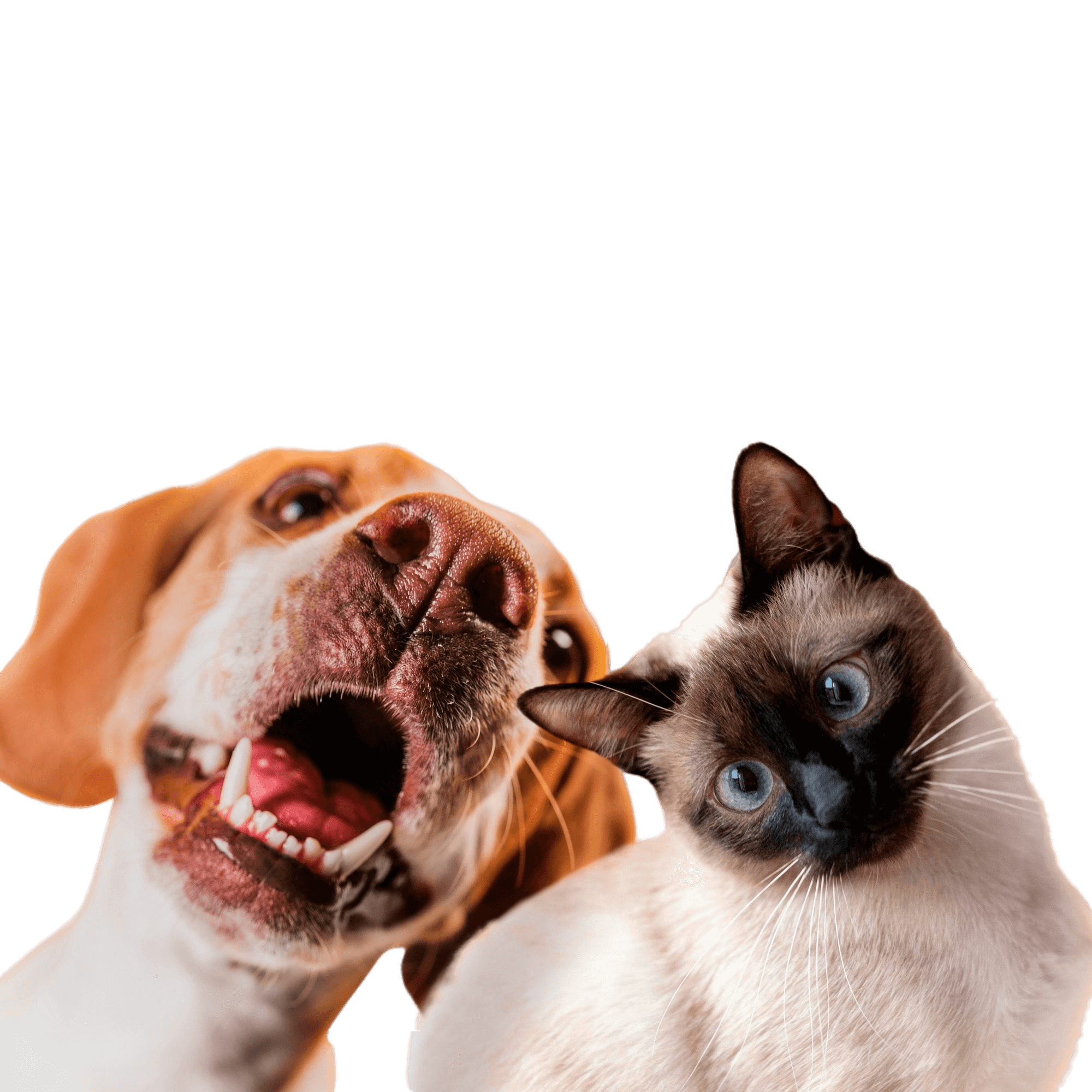 Animals & Pets